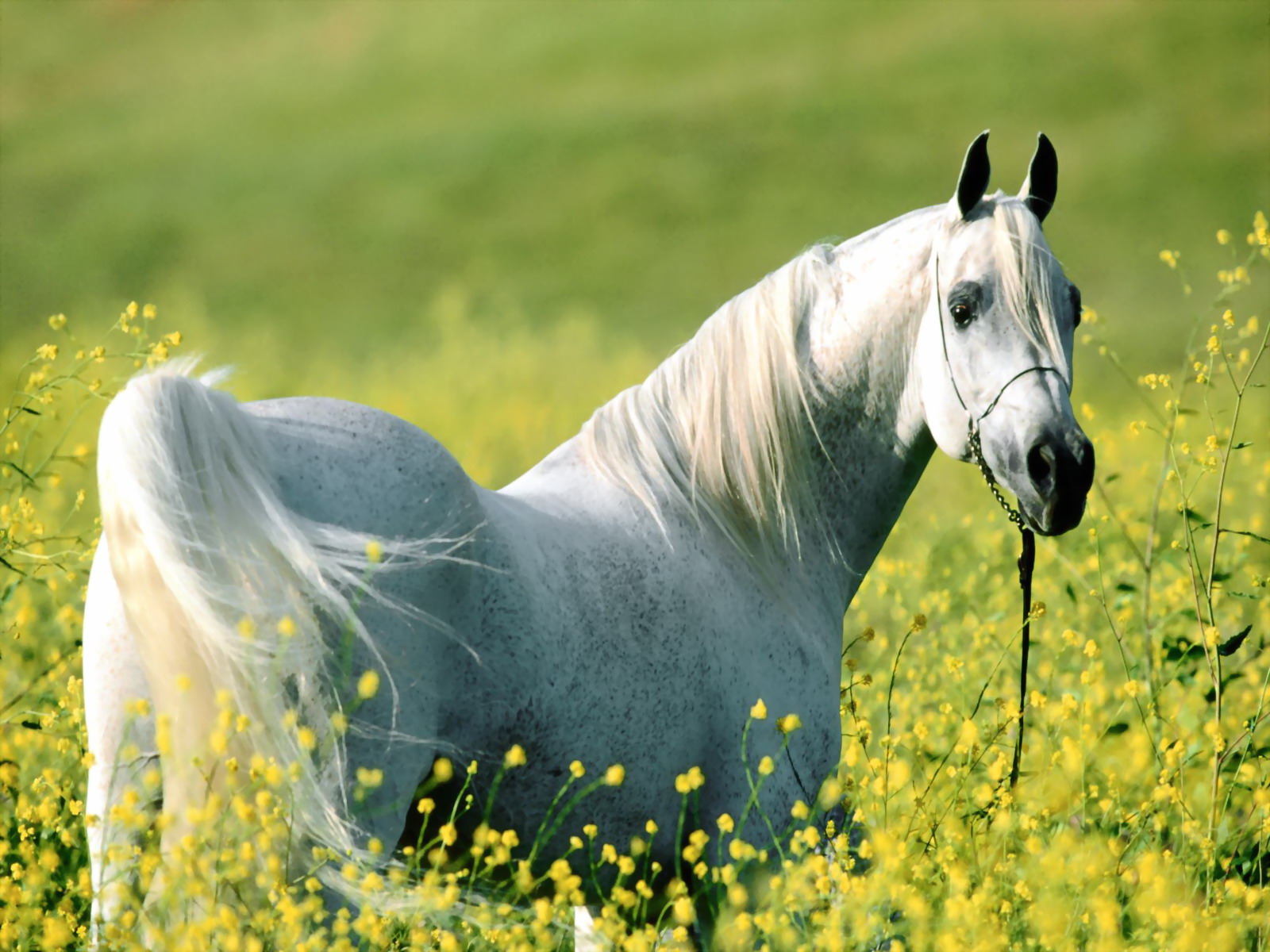 Horses_02.jpg
