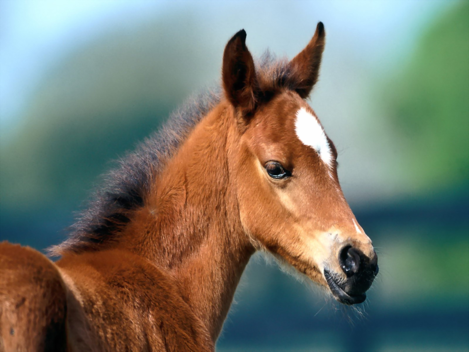 Horses_03.jpg