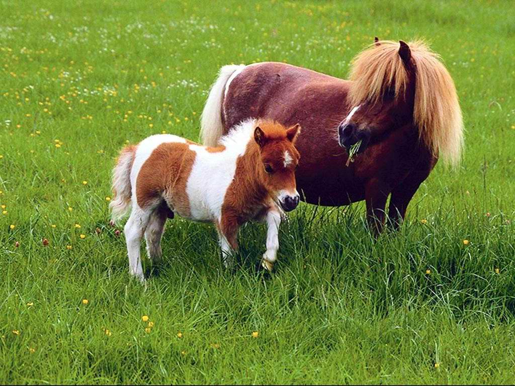 Horses_015.jpg