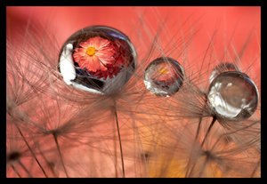 Red_Bubble_by_Jenni77.jpg