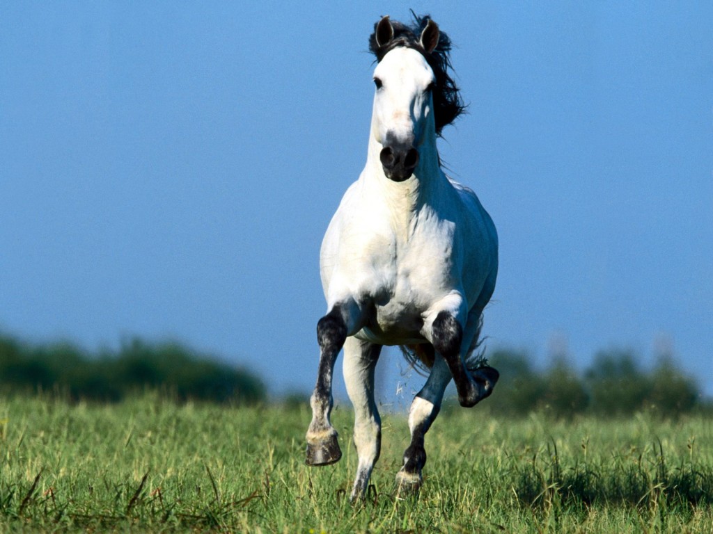 Horses_021.jpg