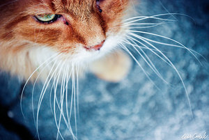 A_Tomcat_Called_Tom_by_venicequeenf.jpg