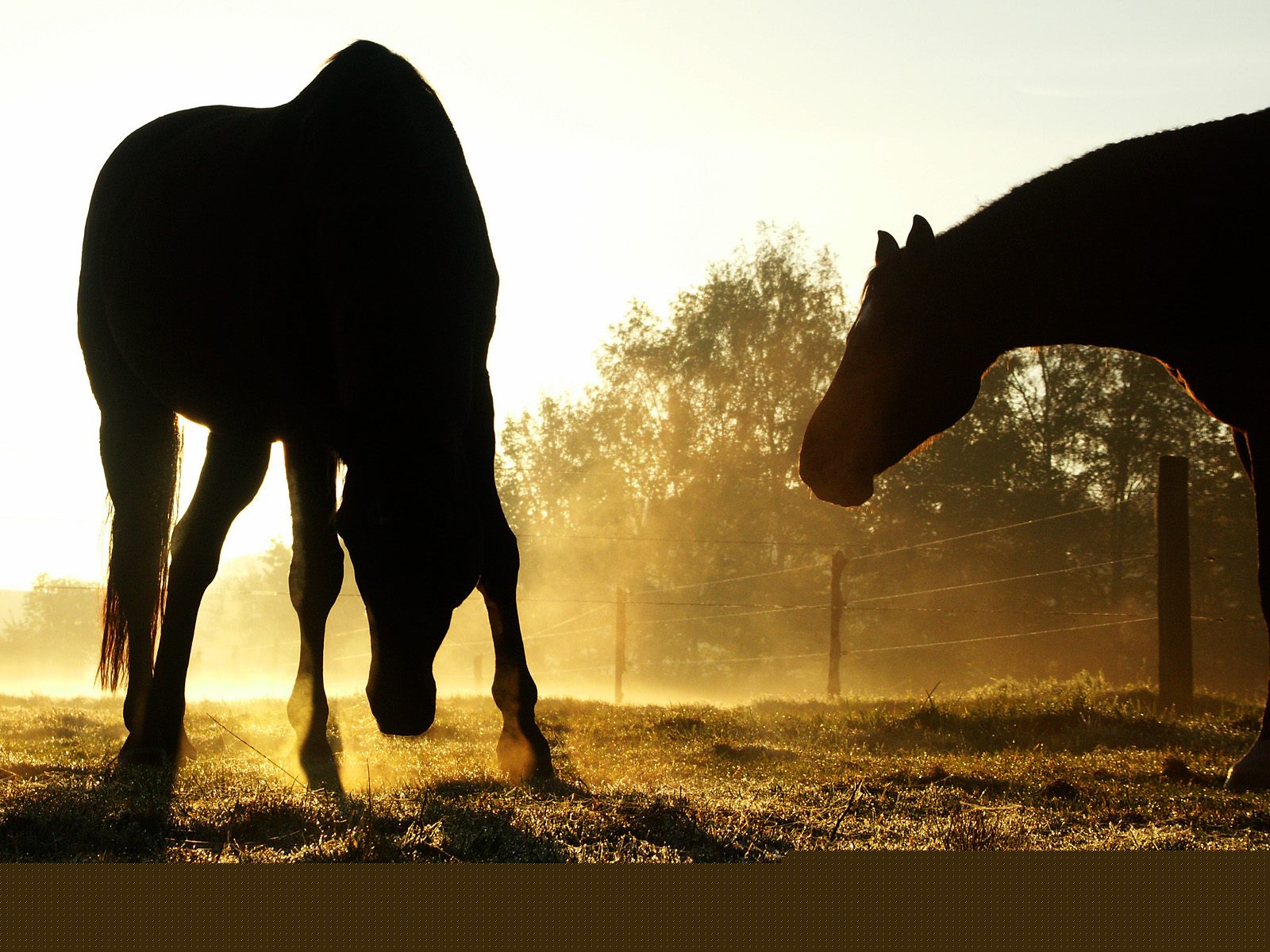 Horses_027.jpg
