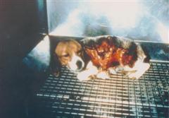 burned beagle (Large) (WinCE).jpg
