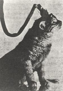 gatto 15 (Large) (WinCE).jpg