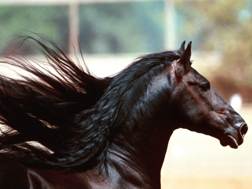 Horses_024.jpg