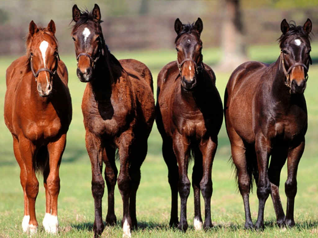 Horses_016.jpg