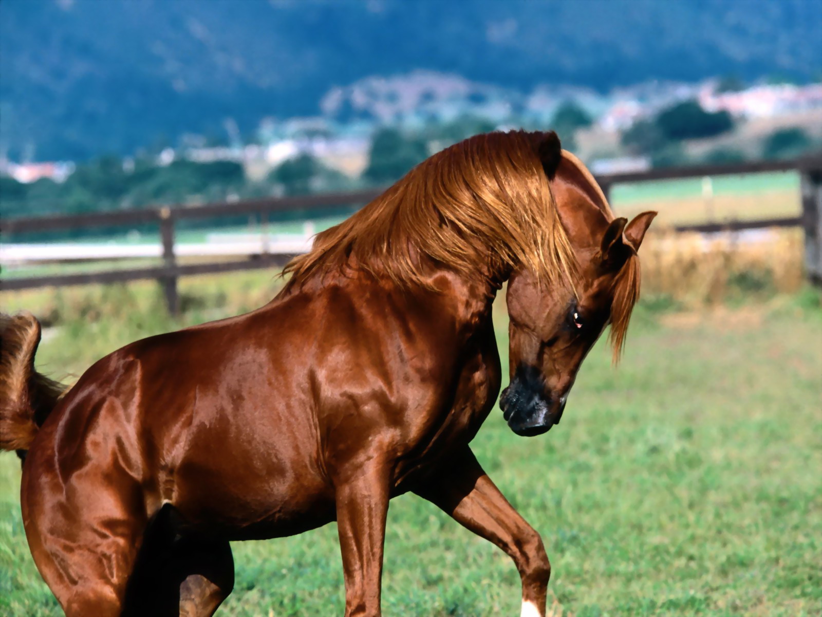 Horses_04.jpg